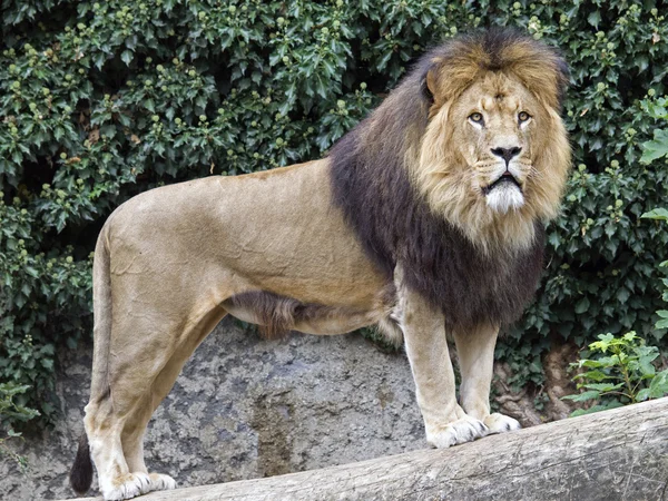 Retrato del león macho en la reserva — Foto de Stock