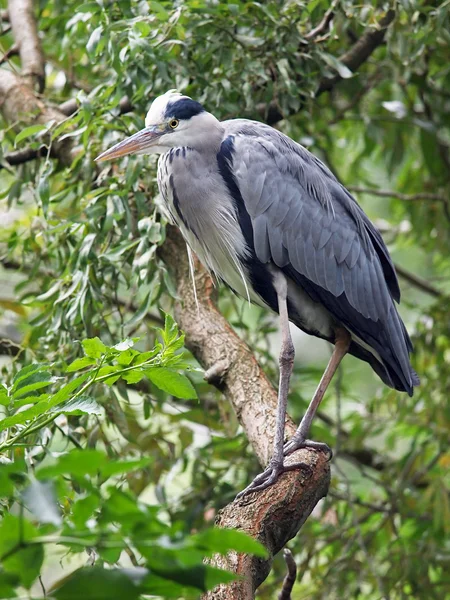 Blue Heron on branch — Stock Photo, Image