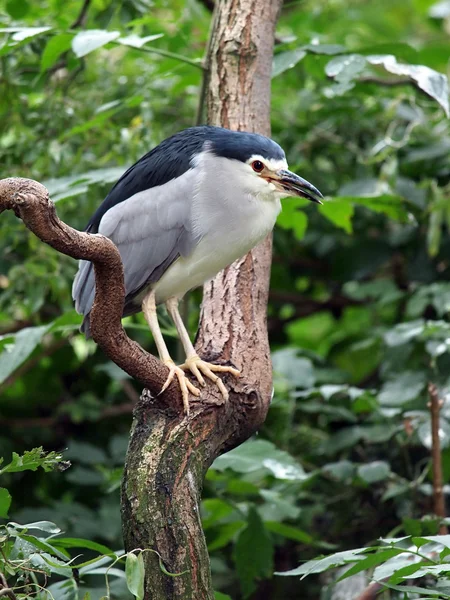 Blue Heron på trädgren — Stockfoto