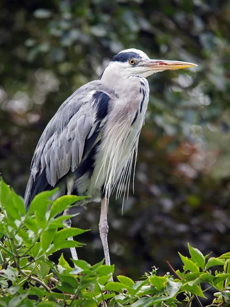 Blue Heron op Bladeren — Stockfoto