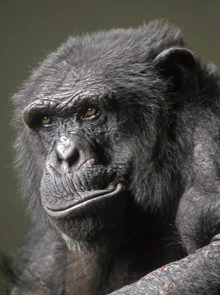 Chimpanzé preto — Fotografia de Stock