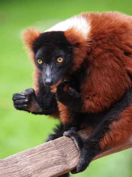 Red Lemur op houten hek — Stockfoto