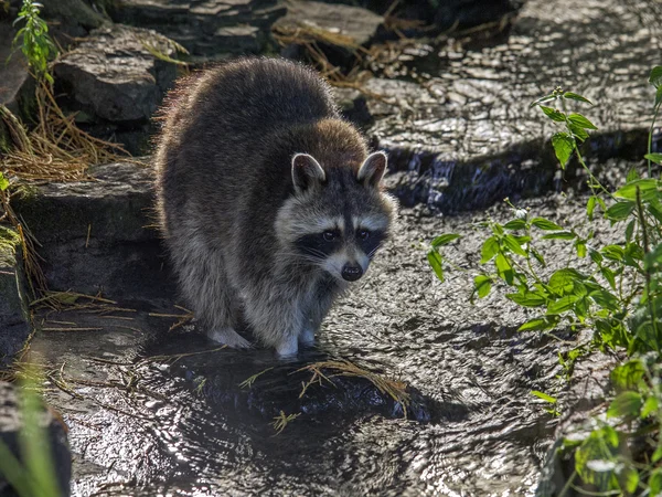 Raccoon n the water — Stock Photo, Image