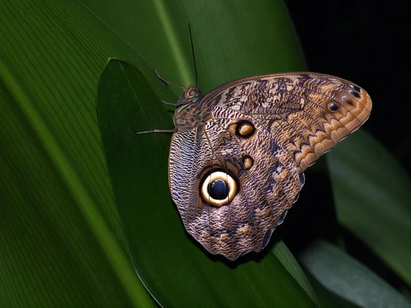 Búho mariposa en la hoja —  Fotos de Stock