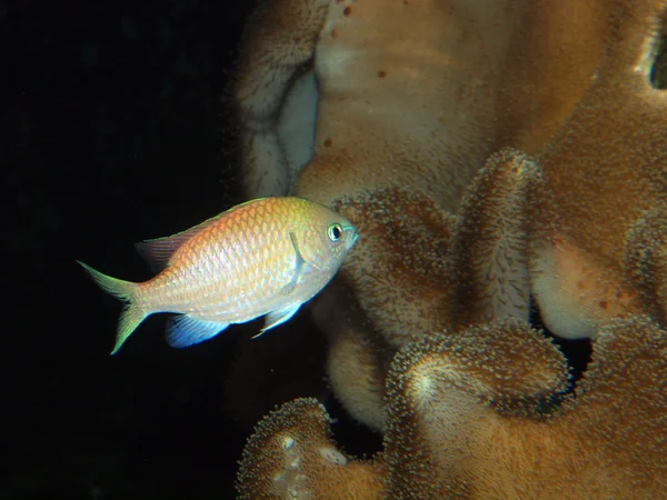 Peces en el agua y coral — Foto de Stock