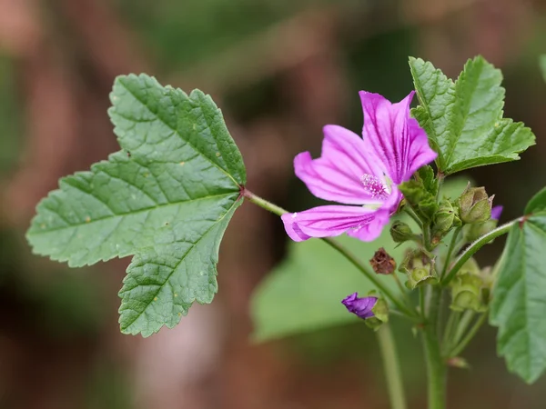 Primer plano de flor rosa —  Fotos de Stock