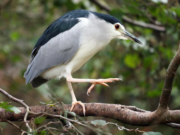 Nycticorax sur feuilles de bois — Photo