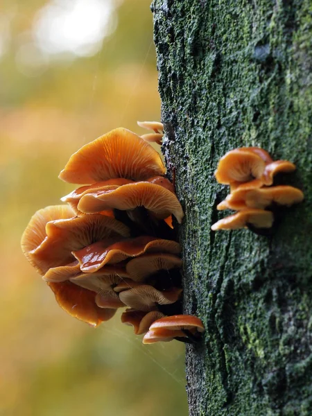 Close up of mushrooms on tree — Stock Photo, Image