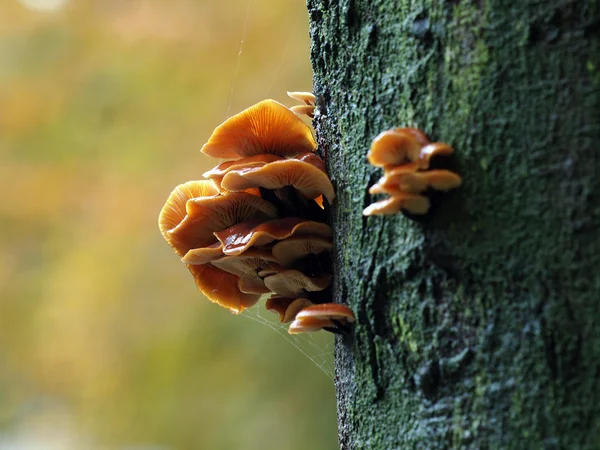 Close up of mushrooms on tree — Stock Photo, Image