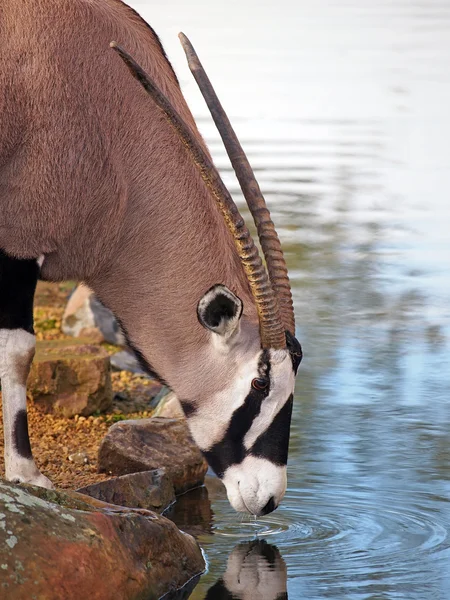 Oryx près de l'eau — Photo