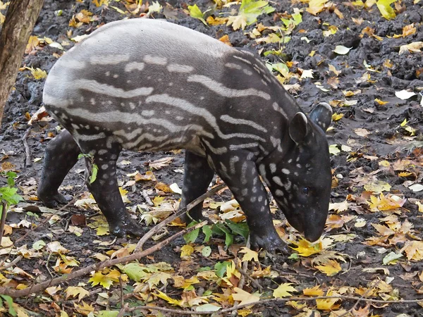 Cute tapir in leaves — Stock Photo, Image