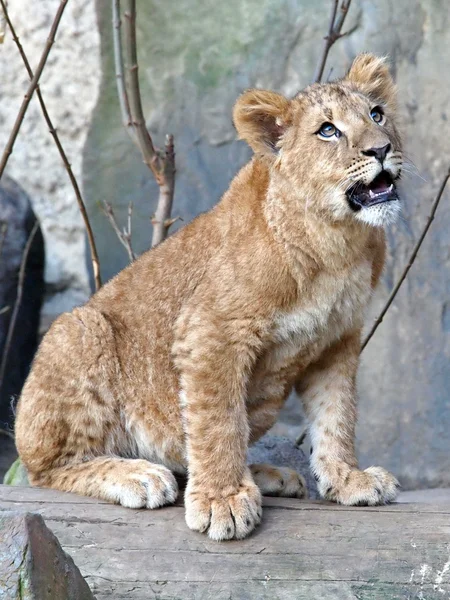 石の上の若いライオン — ストック写真