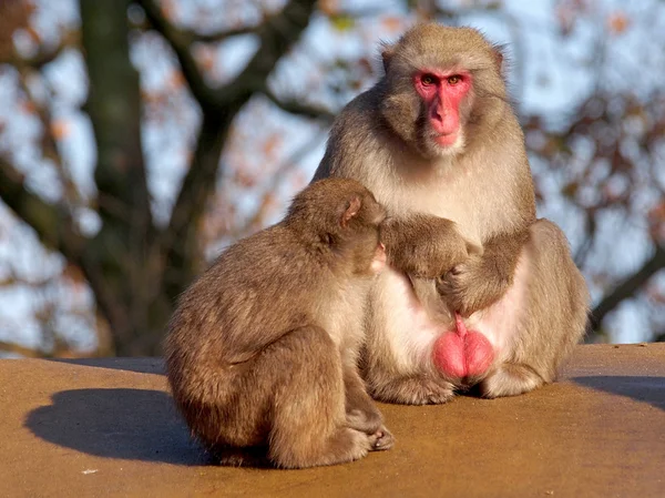 Macaque japonais — Photo