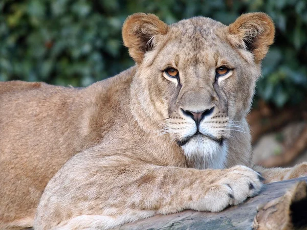 Portrait of  lioness in the reserve — Stock Photo, Image