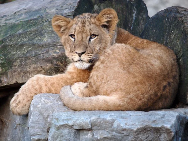 León tendido sobre piedra — Foto de Stock