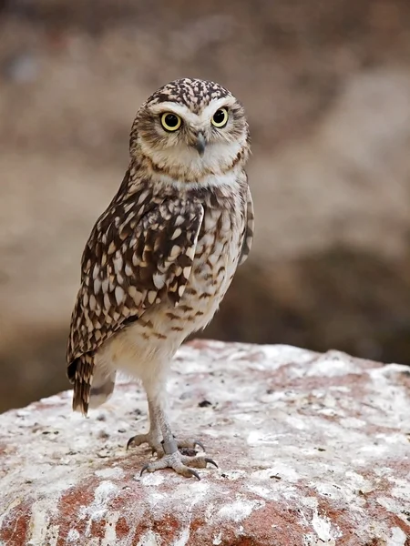 Burrowing búho en piedra — Foto de Stock