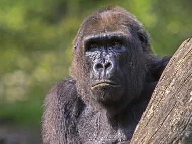 Goril tree yakınındaki