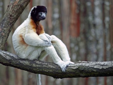 Portrait of crowned sifaka in the reserve clipart