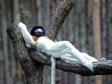 Rezerv taç sifaka portresi