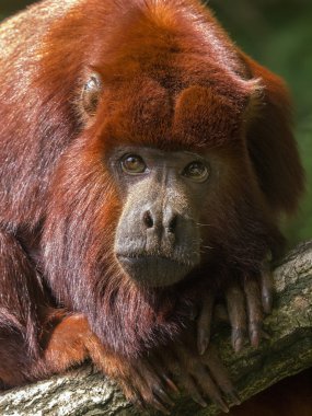 Bir ağaçta dinlenme mantled uluyan (Alouatta seniculus)