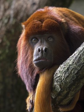 Bir ağaçta dinlenme mantled uluyan (Alouatta seniculus)