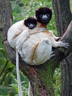 Portrait of crowned sifaka in the reserve clipart