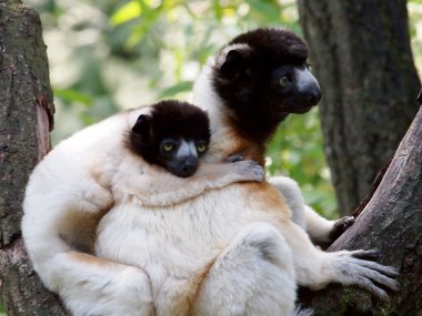 Rezerv taç sifaka portresi