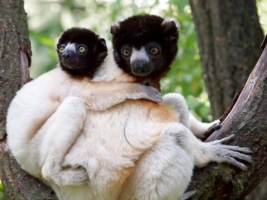 Rezerv taç sifaka portresi