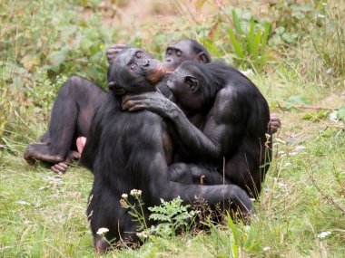 Grup çimlerde oturan bonobo