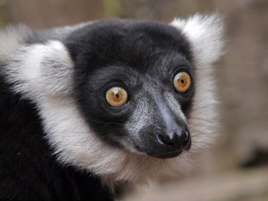 Beyaz lemur Başkanı yakın çekim