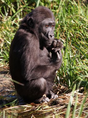 Bir gorilin portresi