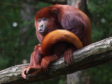 Bir ağaçta dinlenme mantled uluyan (Alouatta seniculus)