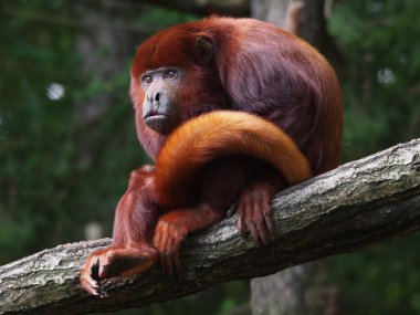 Mantled howler (Alouatta seniculus) resting in a tree clipart