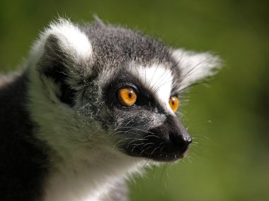 ring-tailed bir lemur Close-Up