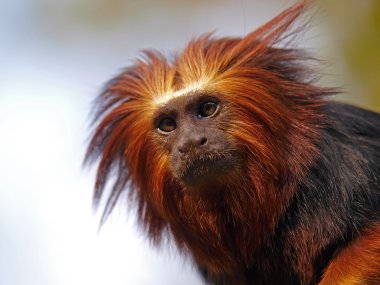 Altın Aslan pembe maymun (leontopithecus rosalia)