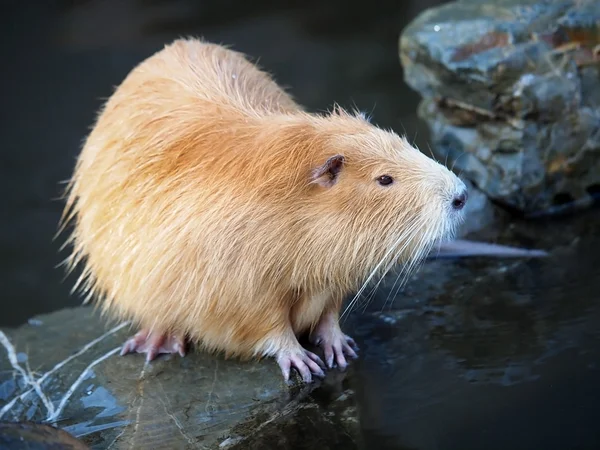 Rato castor perto da água — Fotografia de Stock