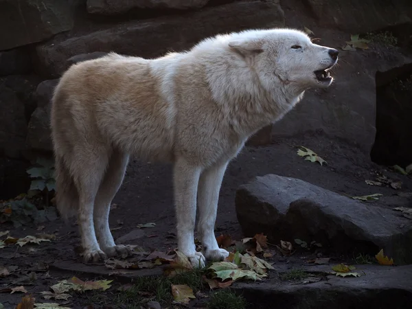 Lobo blanco aullando — Foto de Stock