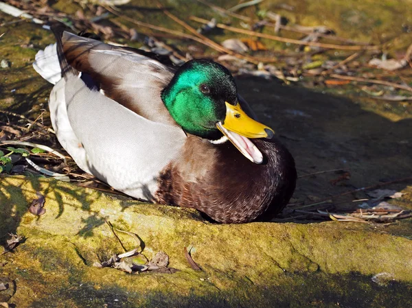 Male duck on ground — Stock Photo, Image