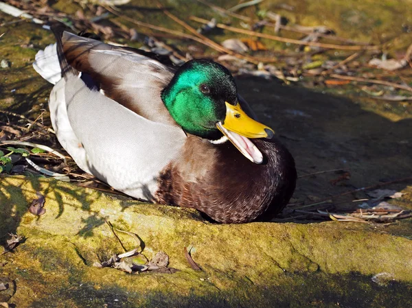 Muž kachna na zem — Stock fotografie