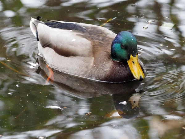 Male duck on water — Stock Photo, Image