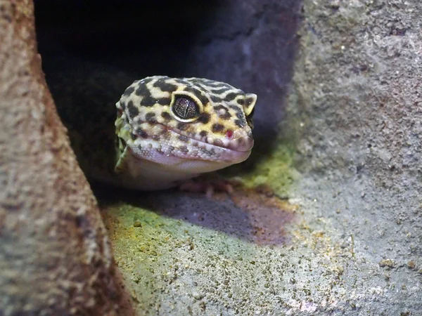 Leopard Gecko στην πέτρα — Φωτογραφία Αρχείου