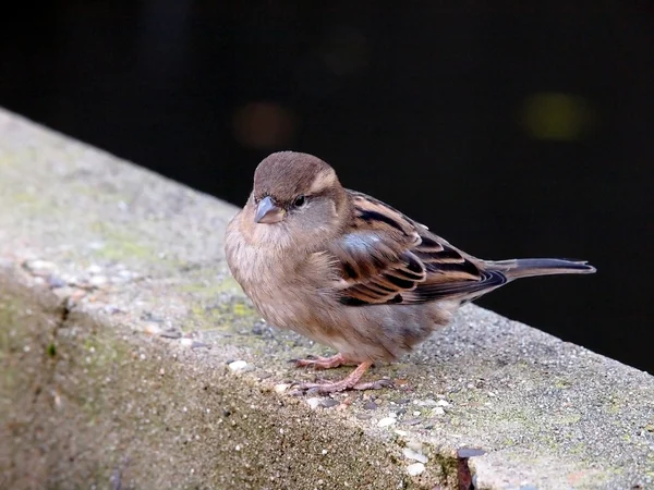 Närbild på Sparrow på asfalt — Stockfoto