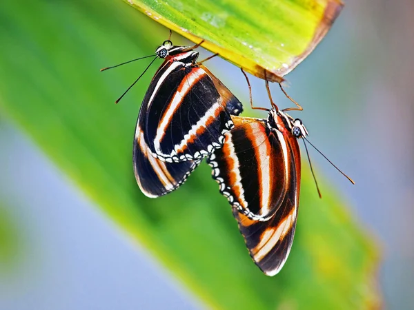 Paring vlinders op Bladeren — Stockfoto