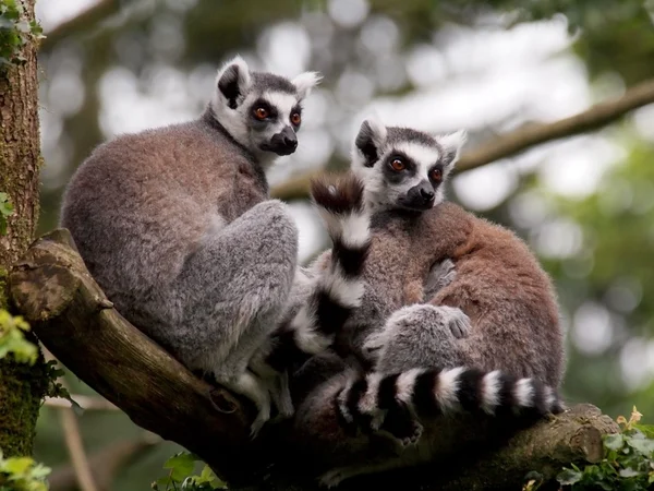 Ritratto di Lemur Animal nella riserva — Foto Stock