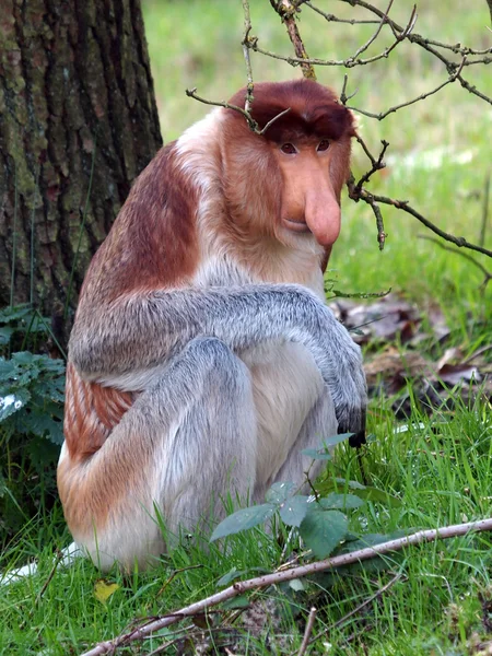 Retrato de macaco Proboscis na reserva — Fotografia de Stock