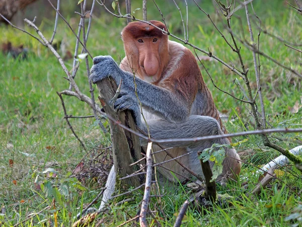 Portrait de singe Proboscis dans la réserve — Photo