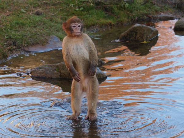 Berber monkey youngster standing near water — Stock Photo, Image