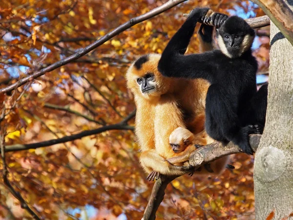 Gibbon moeder en vader met hun baby — Stockfoto