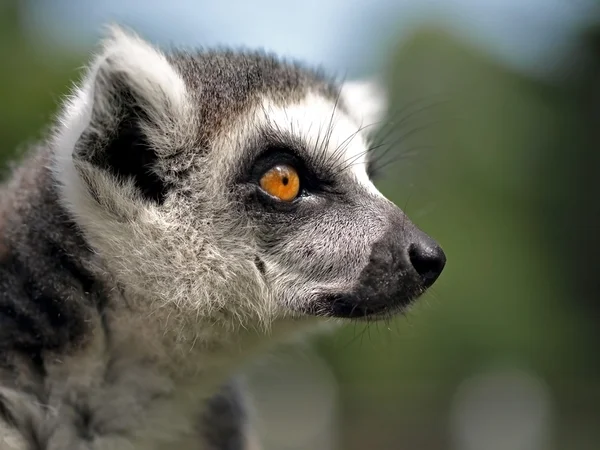 Retrato de Lemur Animal na reserva — Fotografia de Stock