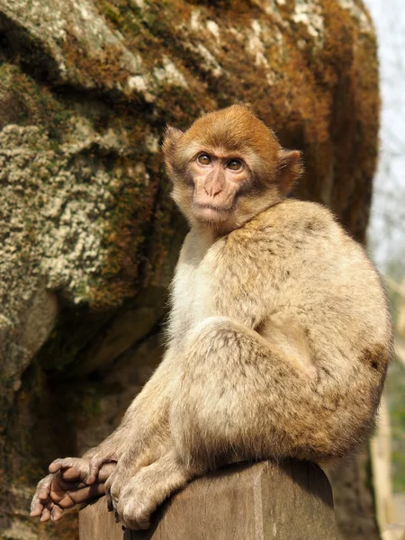 Berber monkey youngster — Stock Photo, Image